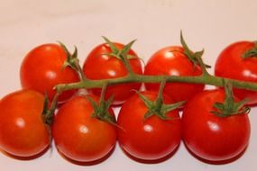 tomatoes on a branch