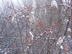 Snowy trees in a winter forest