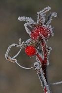 frozen rose hip red fruit in ice