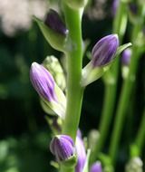 flower bud