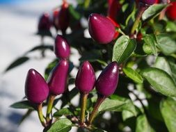 purple ornamental peppers close-up on blurred background