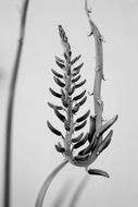 black and white photo of blooming grass