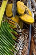 bunch of coconuts on the tree