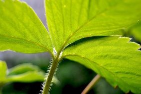 green leaf strawberry