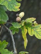 acorns and oak leaves