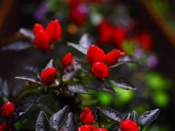 ornamental peppers fruits