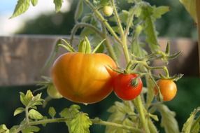 unripe tomatoes in a greenhouse