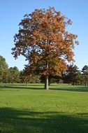 lonely tree autumn season