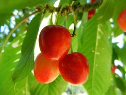 three ripe cherries on the tree