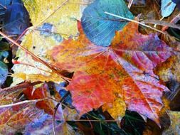 Colorful wet leaves in autumn close-up