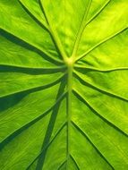 green leaf of taro plant