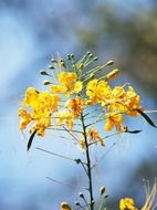 Close-up of the yellow wildflowers