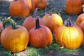 pumpkins for autumn festival