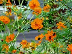 small orange flowers on the window