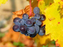 blue grapes is an autumn harvest