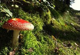 red fly agaric among green grass
