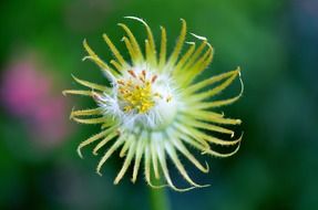 dandelion outdoors