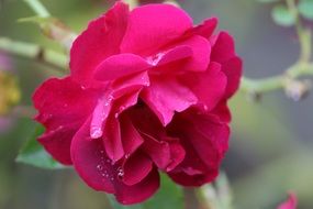 rose with raindrops close-up on blurred background