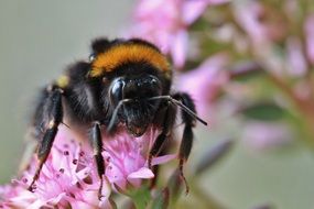 big nice hummel insect