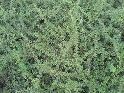 shrub moss plant