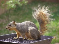 cute squirrel sitting in feeder outdoor portrait