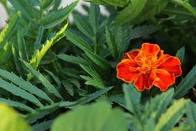 bright marigold flower