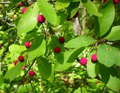 bright red berries on branches sunny scene