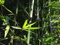 bamboo leaves on plant close up