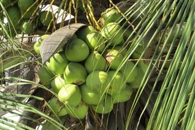 green coconuts on a tree