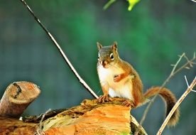 squirrel log