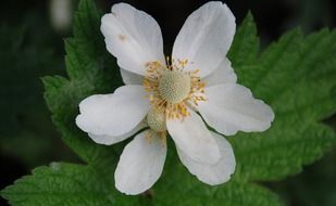 white flower close-up