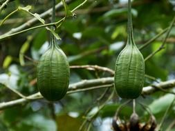 green exotic fruits on costa rica