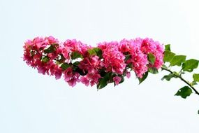 flower bougainvillea pink plant blooming