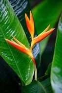 beautiful bloom