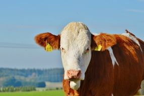 cute cow animal on meadow