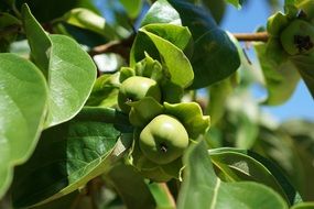 apple tree with green fruits on branch