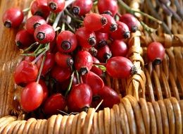 Red rose hip berries in the basket