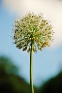 Close-up of dandelion on a blurred background