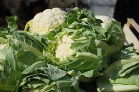 cauliflower cabbage