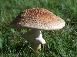 Autumn mushroom growing in grass