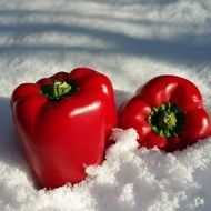 paprika on the snow