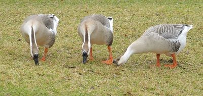 gray domestic geese in the pasture