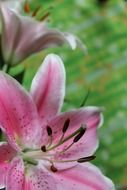 pink lilies with long pollen