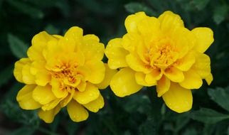 bright yellow garden flowers
