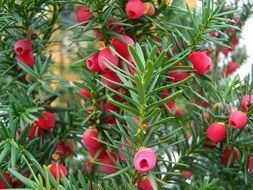 red berry on a prickly bush