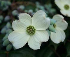 white flowers on flowerbed close up