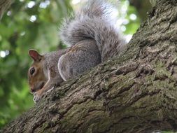 squirrel on the tree