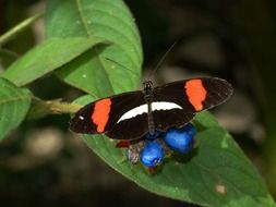 colorful butterfly insect sitting on berry leaf