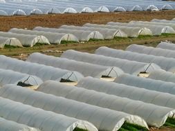 greenhouse agriculture