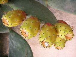 prickly cactus plants